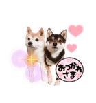 豆柴ぼたんとてつこのニュースタンプ登場✨（個別スタンプ：3）