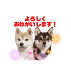 豆柴ぼたんとてつこのニュースタンプ登場✨（個別スタンプ：10）