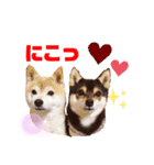 豆柴ぼたんとてつこのニュースタンプ登場✨（個別スタンプ：13）