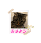 僕達、猫ら三兄弟！withミミ（個別スタンプ：3）