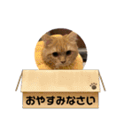 僕達、猫ら三兄弟！withミミ（個別スタンプ：9）