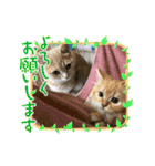 僕達、猫ら三兄弟！withミミ（個別スタンプ：22）