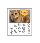 僕達、猫ら三兄弟！withミミ（個別スタンプ：28）