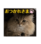 僕達、猫ら三兄弟！withミミ（個別スタンプ：31）