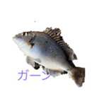 新 カモたっぷり（個別スタンプ：2）