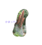 新 カモたっぷり（個別スタンプ：9）