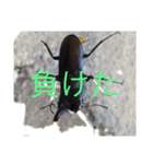 新 カモたっぷり（個別スタンプ：16）