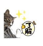 しましまネコくん 2（個別スタンプ：7）