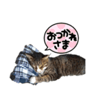 しましまネコくん 2（個別スタンプ：8）