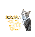 しましまネコくん 2（個別スタンプ：21）
