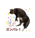 しましまネコくん 2（個別スタンプ：22）