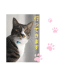 しましまネコくん 2（個別スタンプ：24）