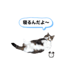 Wakame’sファミリー（個別スタンプ：8）