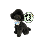 黒マルプ★白トイプ☆スタンプ（個別スタンプ：1）