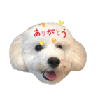 黒マルプ★白トイプ☆スタンプ（個別スタンプ：12）