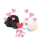 黒マルプ★白トイプ☆スタンプ（個別スタンプ：16）