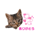 キジトラ猫とんちゃん（個別スタンプ：1）