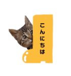 キジトラ猫とんちゃん（個別スタンプ：2）