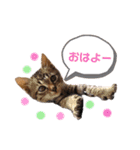 キジトラ猫とんちゃん（個別スタンプ：3）
