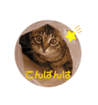 キジトラ猫とんちゃん（個別スタンプ：4）