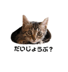キジトラ猫とんちゃん（個別スタンプ：5）