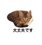 キジトラ猫とんちゃん（個別スタンプ：6）