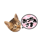 キジトラ猫とんちゃん（個別スタンプ：7）