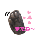 キジトラ猫とんちゃん（個別スタンプ：8）