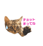 キジトラ猫とんちゃん（個別スタンプ：9）