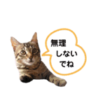 キジトラ猫とんちゃん（個別スタンプ：10）
