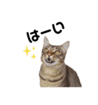 キジトラ猫とんちゃん（個別スタンプ：12）