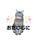 キジトラ猫とんちゃん（個別スタンプ：15）