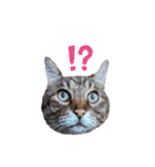 キジトラ猫とんちゃん（個別スタンプ：17）
