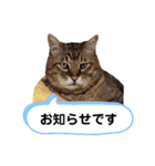 キジトラ猫とんちゃん（個別スタンプ：24）