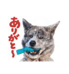 秋田犬のあいさつスタンプ（個別スタンプ：1）