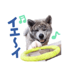 秋田犬のあいさつスタンプ（個別スタンプ：3）
