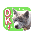 秋田犬のあいさつスタンプ（個別スタンプ：4）