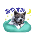 秋田犬のあいさつスタンプ（個別スタンプ：5）