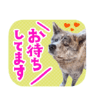 秋田犬のあいさつスタンプ（個別スタンプ：6）