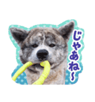 秋田犬のあいさつスタンプ（個別スタンプ：8）