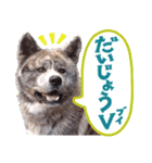 秋田犬のあいさつスタンプ（個別スタンプ：9）
