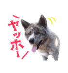 秋田犬のあいさつスタンプ（個別スタンプ：10）
