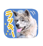 秋田犬のあいさつスタンプ（個別スタンプ：11）