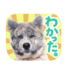 秋田犬のあいさつスタンプ（個別スタンプ：12）