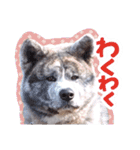 秋田犬のあいさつスタンプ（個別スタンプ：13）