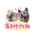 秋田犬のあいさつスタンプ（個別スタンプ：14）