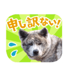 秋田犬のあいさつスタンプ（個別スタンプ：15）