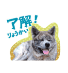 秋田犬のあいさつスタンプ（個別スタンプ：16）