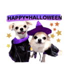 キキとララハロウィン（個別スタンプ：1）