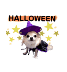 キキとララハロウィン（個別スタンプ：6）
